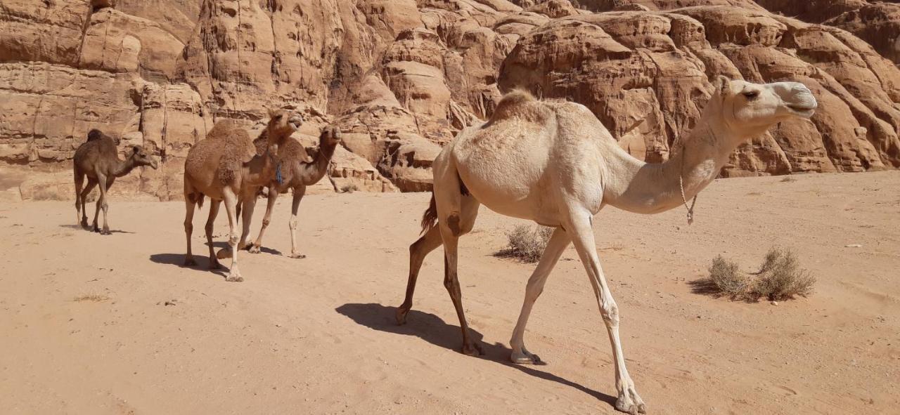 Hotel Sunrise Camp Wadi Rum Exterior foto
