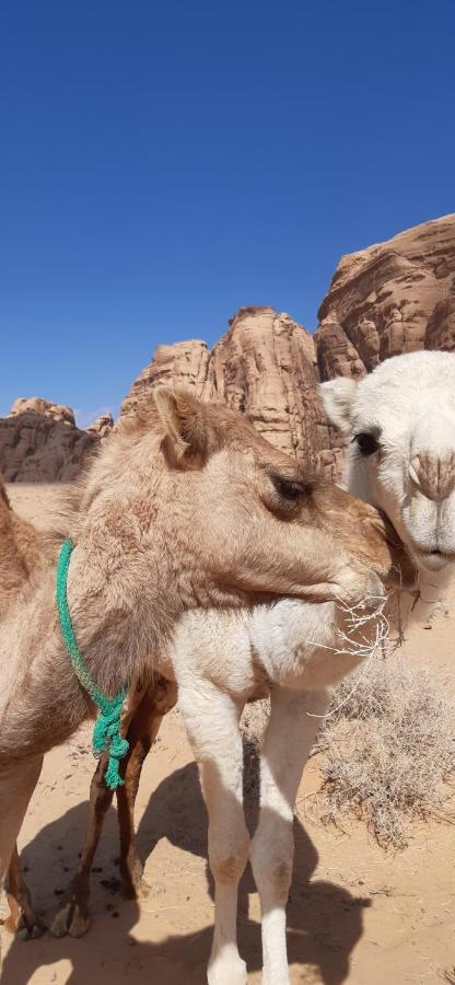 Hotel Sunrise Camp Wadi Rum Exterior foto
